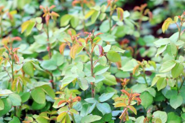 Şatafatlı gül bitkileri Kuzey Çin 'de, bahçede.