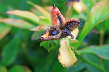Botanik bahçesinde şakayık tohumları, Kuzey Çin