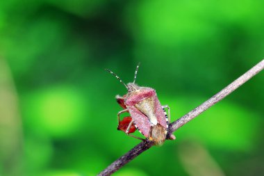 Yetişkin bir böcek Kuzey Çin 'de bitki arıyor.