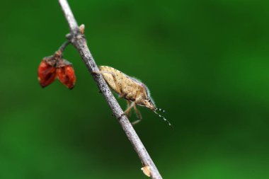 Yetişkin bir böcek Kuzey Çin 'de bitki arıyor.