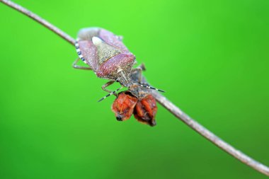 Yetişkin bir böcek Kuzey Çin 'de bitki arıyor.