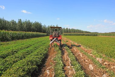 LUANNAN COUNTY, Hebei Eyaleti, Çin - 17 Eylül 2020: Çiftçiler fıstık toplamak için tarım makinelerini kullanıyorlar