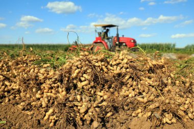 LUANNAN COUNTY, Hebei Eyaleti, Çin - 17 Eylül 2020: Çiftçiler fıstık toplamak için tarım makinelerini kullanıyorlar