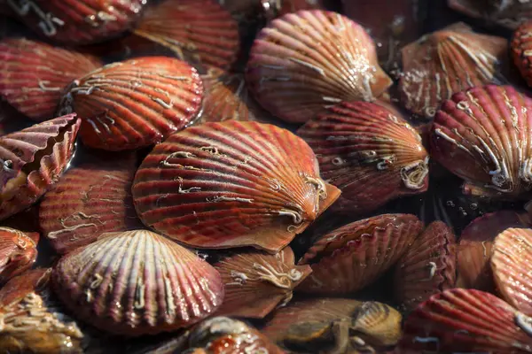 Neşterler bir restoranda birikti.