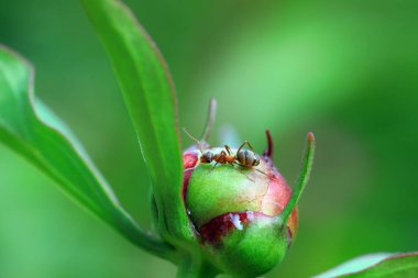 Kahverengi bir karınca şakayık tomurcuğunun üzerinde sürünüyor, Kuzey Çin