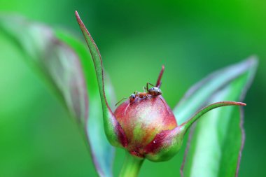 Kahverengi bir karınca şakayık tomurcuğunun üzerinde sürünüyor, Kuzey Çin