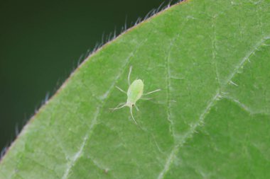 Kuzey Çin 'de yabani bitkiler üzerinde sürünen yaprak bitleri.