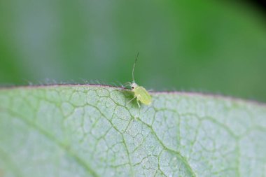 Yeşil yapraklar üzerinde sürünen yaprak bitleri, Kuzey Çin