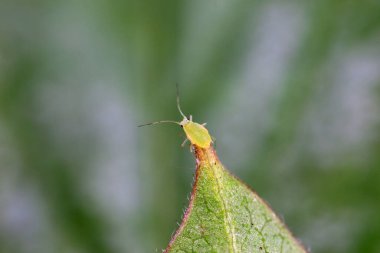 Yeşil yapraklar üzerinde sürünen yaprak bitleri, Kuzey Çin