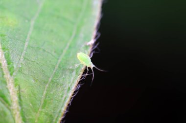 Kuzey Çin 'de yabani bitkiler üzerinde sürünen yaprak bitleri.