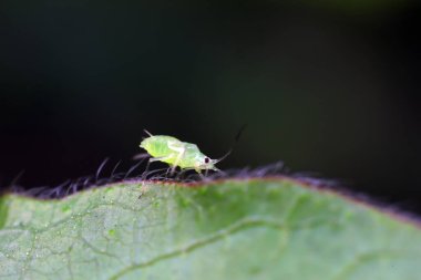 Kuzey Çin 'de yabani bitkiler üzerinde sürünen yaprak bitleri.
