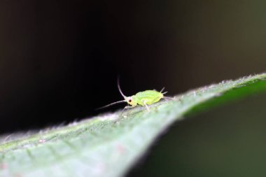 Kuzey Çin 'de yabani bitkiler üzerinde sürünen yaprak bitleri.