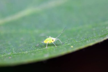 Kuzey Çin 'de yabani bitkiler üzerinde sürünen yaprak bitleri.