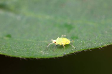 Kuzey Çin 'de yabani bitkiler üzerinde sürünen yaprak bitleri.