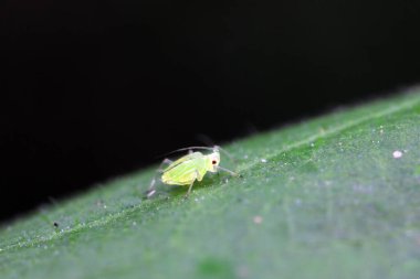 Kuzey Çin 'de yabani bitkiler üzerinde sürünen yaprak bitleri.
