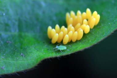 Uğur kuşu yumurtalarında sürünen yaprak bitleri, Kuzey Çin