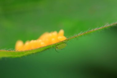 Uğur kuşu yumurtalarında sürünen yaprak bitleri, Kuzey Çin