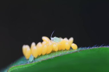 Uğur kuşu yumurtalarında sürünen yaprak bitleri, Kuzey Çin
