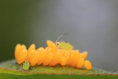 Uğur kuşu yumurtalarında sürünen yaprak bitleri, Kuzey Çin