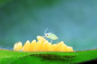 Uğur kuşu yumurtalarında sürünen yaprak bitleri, Kuzey Çin