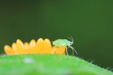 Uğur kuşu yumurtalarında sürünen yaprak bitleri, Kuzey Çin
