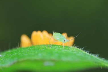 Uğur kuşu yumurtalarında sürünen yaprak bitleri, Kuzey Çin