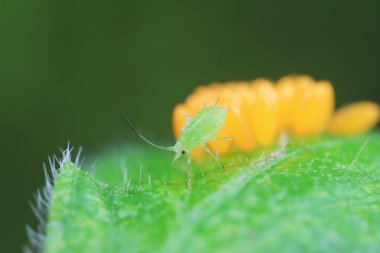 Uğur kuşu yumurtalarında sürünen yaprak bitleri, Kuzey Çin