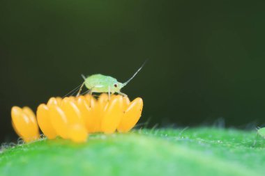 Uğur kuşu yumurtalarında sürünen yaprak bitleri, Kuzey Çin