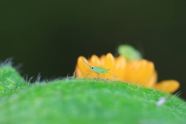 Uğur kuşu yumurtalarında sürünen yaprak bitleri, Kuzey Çin