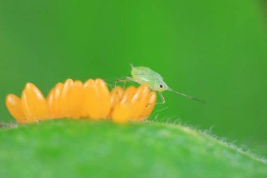 Uğur kuşu yumurtalarında sürünen yaprak bitleri, Kuzey Çin