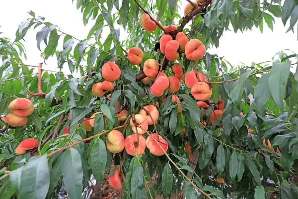 Ripe Flat Peach Branch North China Stock Photo