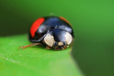 Kuzey Çin 'deki yabani bitkilerde sürünen uğur böcekleri.