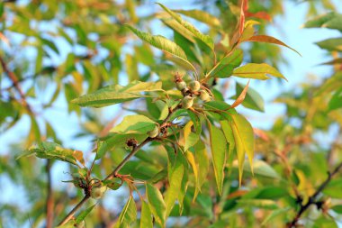 Parkta taze şeftali meyvesi, Kuzey Çin