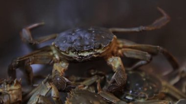 Taze nehir yengeçleri mutfakta.