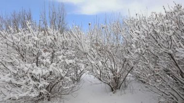 Karda çalılar, Kuzey Çin Ovası
