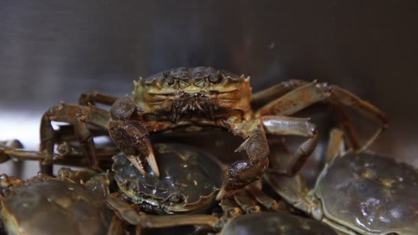 新鲜的河蟹在厨房里 — 图库视频影像