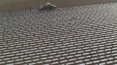 Çiftçiler çiftliğe patates ekmek için tohum ekerler.