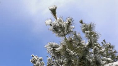 Karda çam dalları, Kuzey Çin Ovası