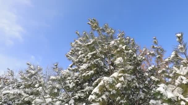 Branches Pin Dans Neige Chine Nord Plaine — Video