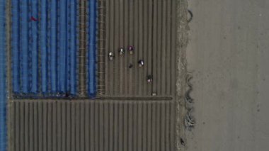 Çiftçiler tarlalarda zencefil yetiştiriyor, havadan fotoğraf, Çin