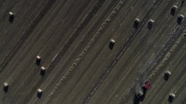 Çiftçiler, Kuzey Çin Ovası 'nda pirinç pipetini paketlemek için makineler kullanıyorlar.