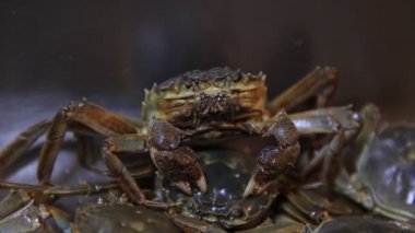 Taze nehir yengeçleri mutfakta.