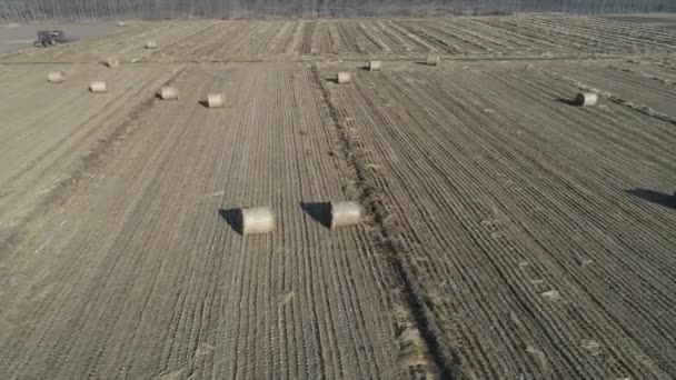 Bauern Verpacken Reisstroh Mit Maschinen Auf Ackerland Der Nordchinesischen Tiefebene — Stockvideo