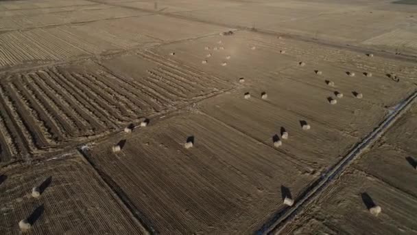 Bauern Verpacken Reisstroh Mit Maschinen Auf Ackerland Der Nordchinesischen Tiefebene — Stockvideo