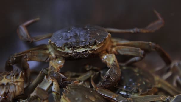 Des Crabes Rivière Frais Sont Dans Cuisine — Video