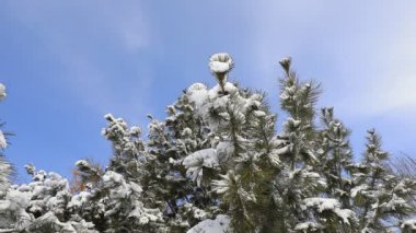 Karda çam dalları, Kuzey Çin Ovası