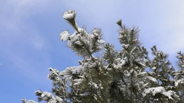 Karda çam dalları, Kuzey Çin Ovası