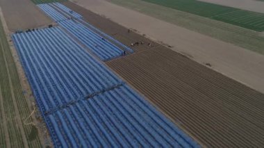 Çiftçiler tarlalarda zencefil yetiştiriyor, havadan fotoğraf, Çin