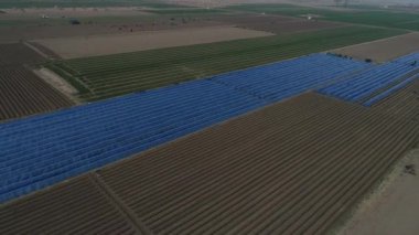 Çiftçiler tarlalarda zencefil yetiştiriyor, havadan fotoğraf, Çin