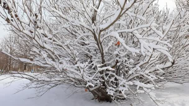 Shrubs Snow North China Plain — Stock Video
